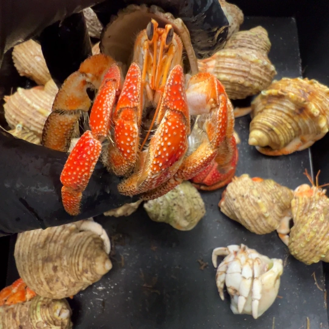 3.13口径毛球芬达色