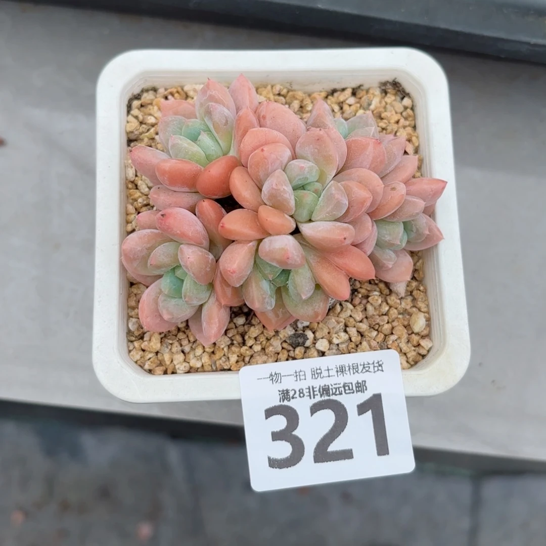 芙丽朵老桩无盆土发货