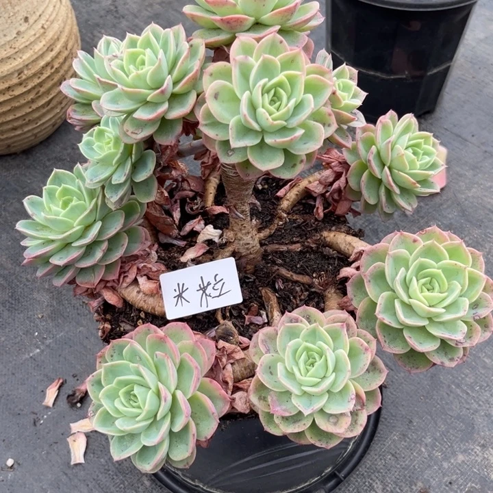 棠颂花卉一物一拍 哈密瓜 米粒