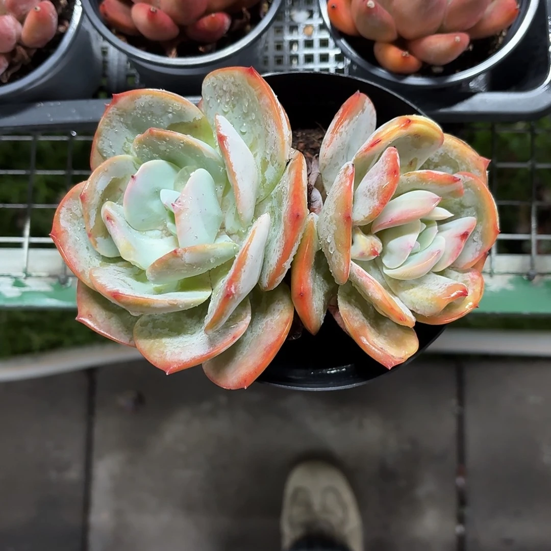 血凤大双头冠幅15㎝