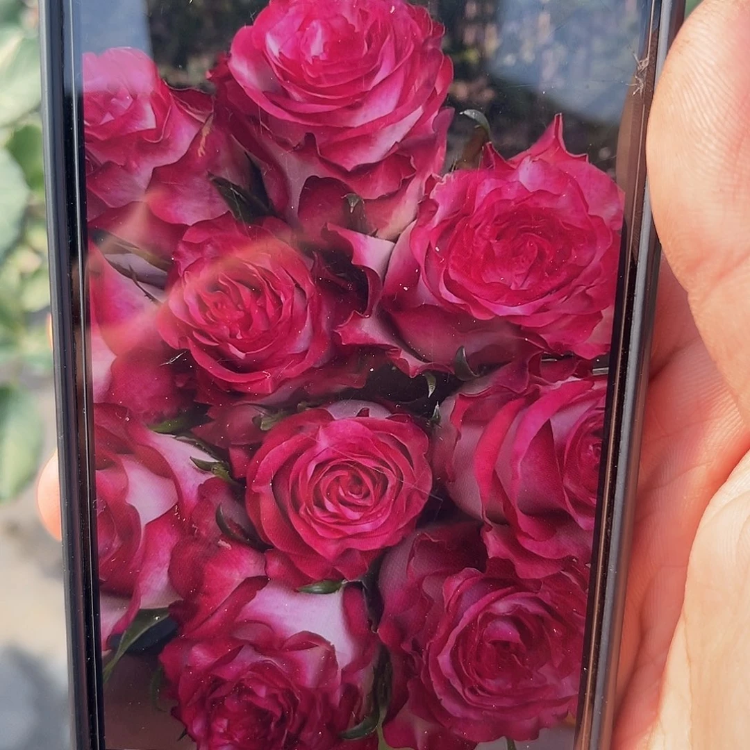 无花朵——-杜卡迪 福利款