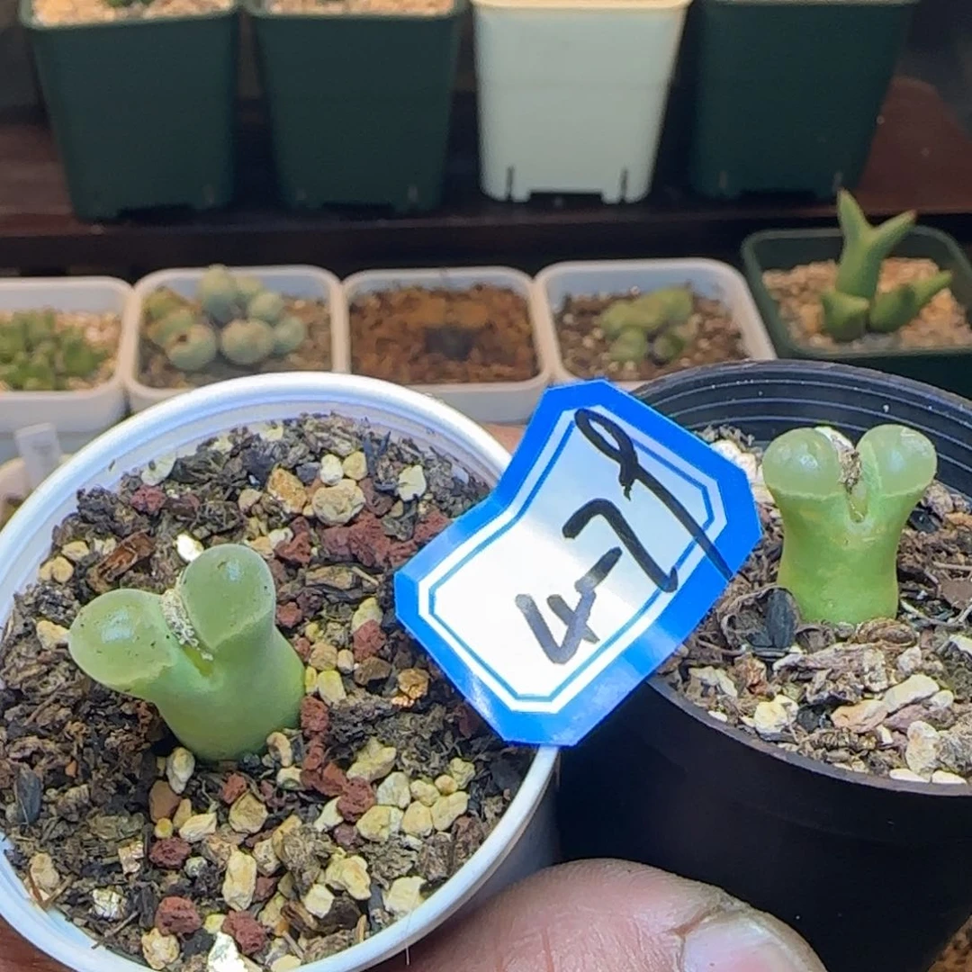 秦*           带盆土发货。