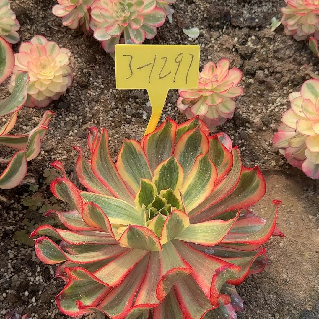 3-1297---多头多肉植物