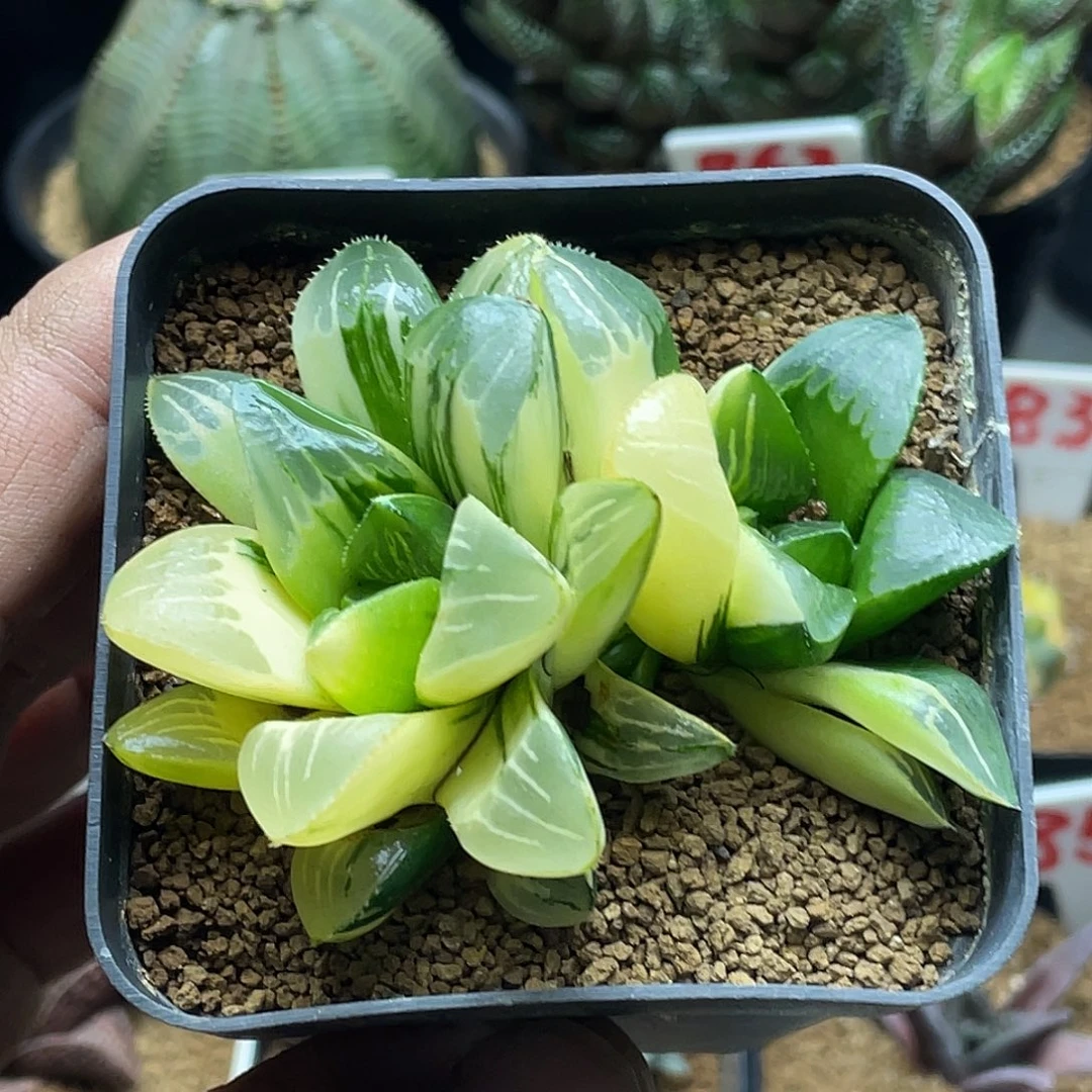 实生双头姬寿拉丝锦