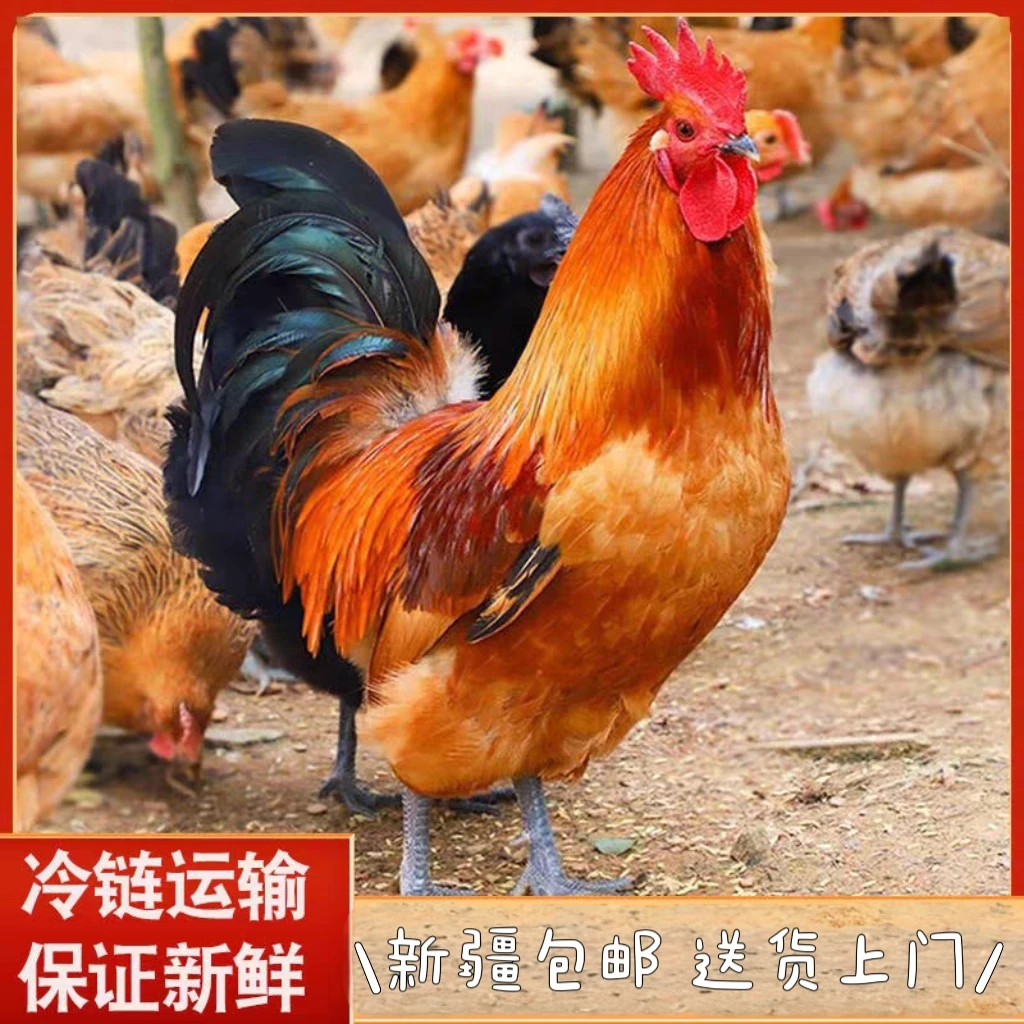 【新疆包邮】2只散养大公鸡青脚大公鸡新鲜肉质鲜嫩