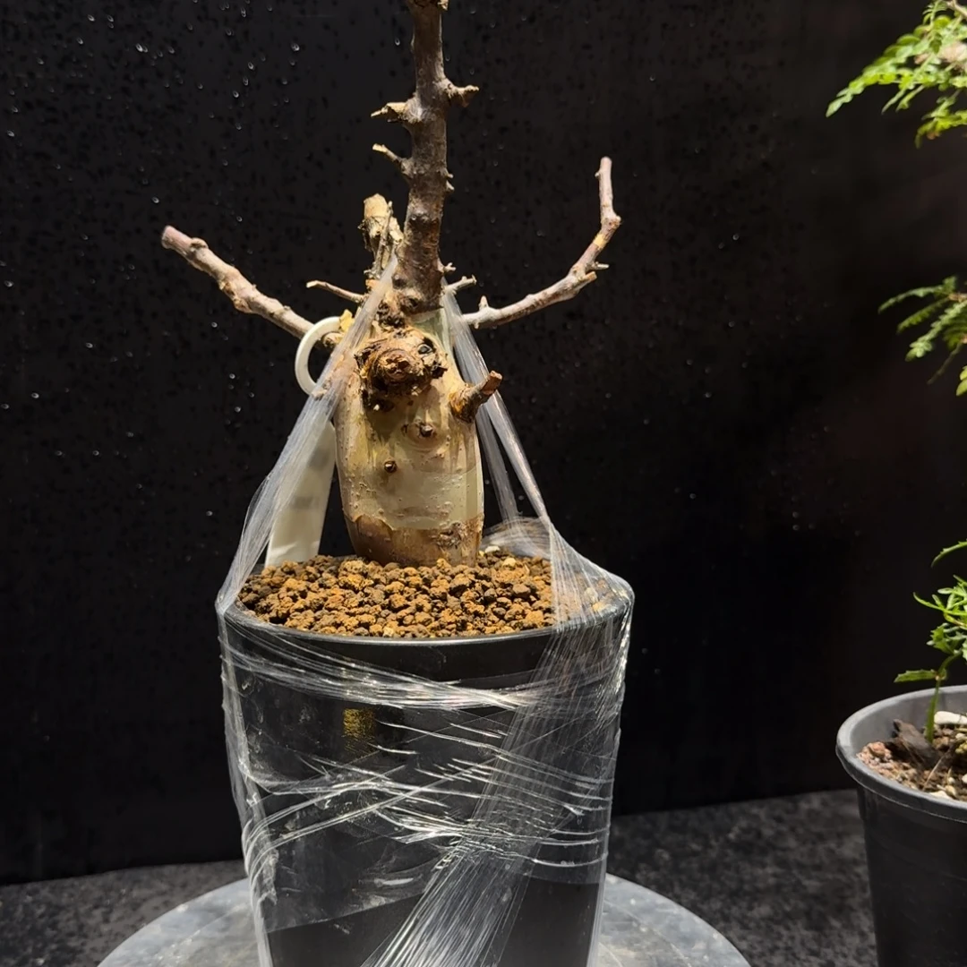 马萨比特小圆桩子