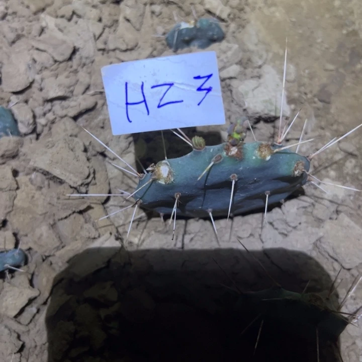 风***丽H23迷你原句一颗10