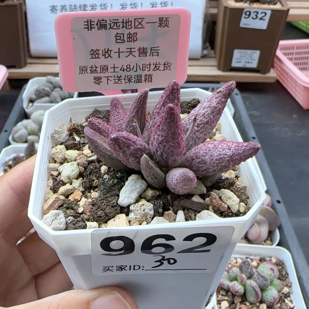 962猪尾巴多肉植物