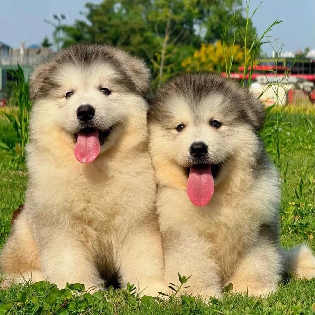 【派派家】边牧阿拉斯加金毛拉布拉多宠物-W-A046