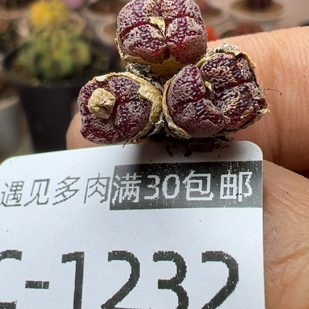 多肉植物11111111111