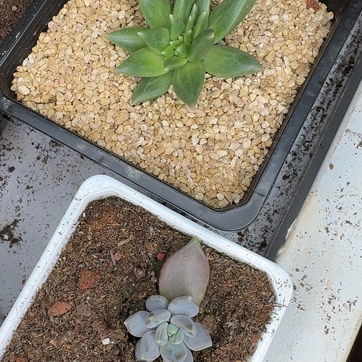 ****，布丁缀化邀月组合