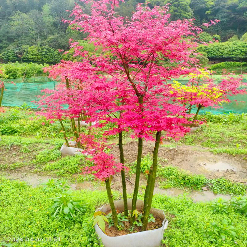 庭院日本红枫品种植物