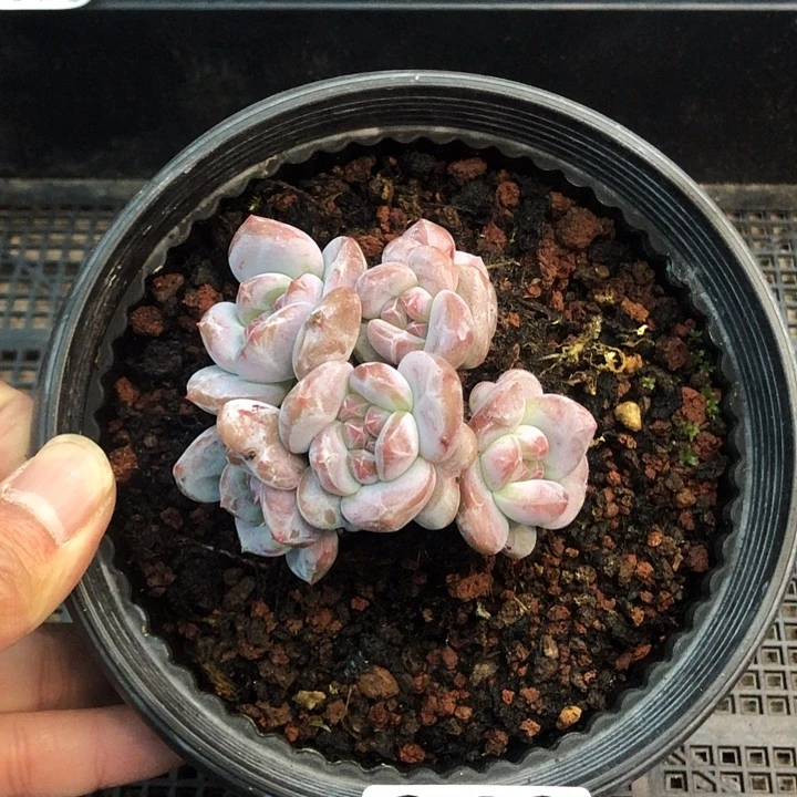 星影石榴籽福利出咯 348