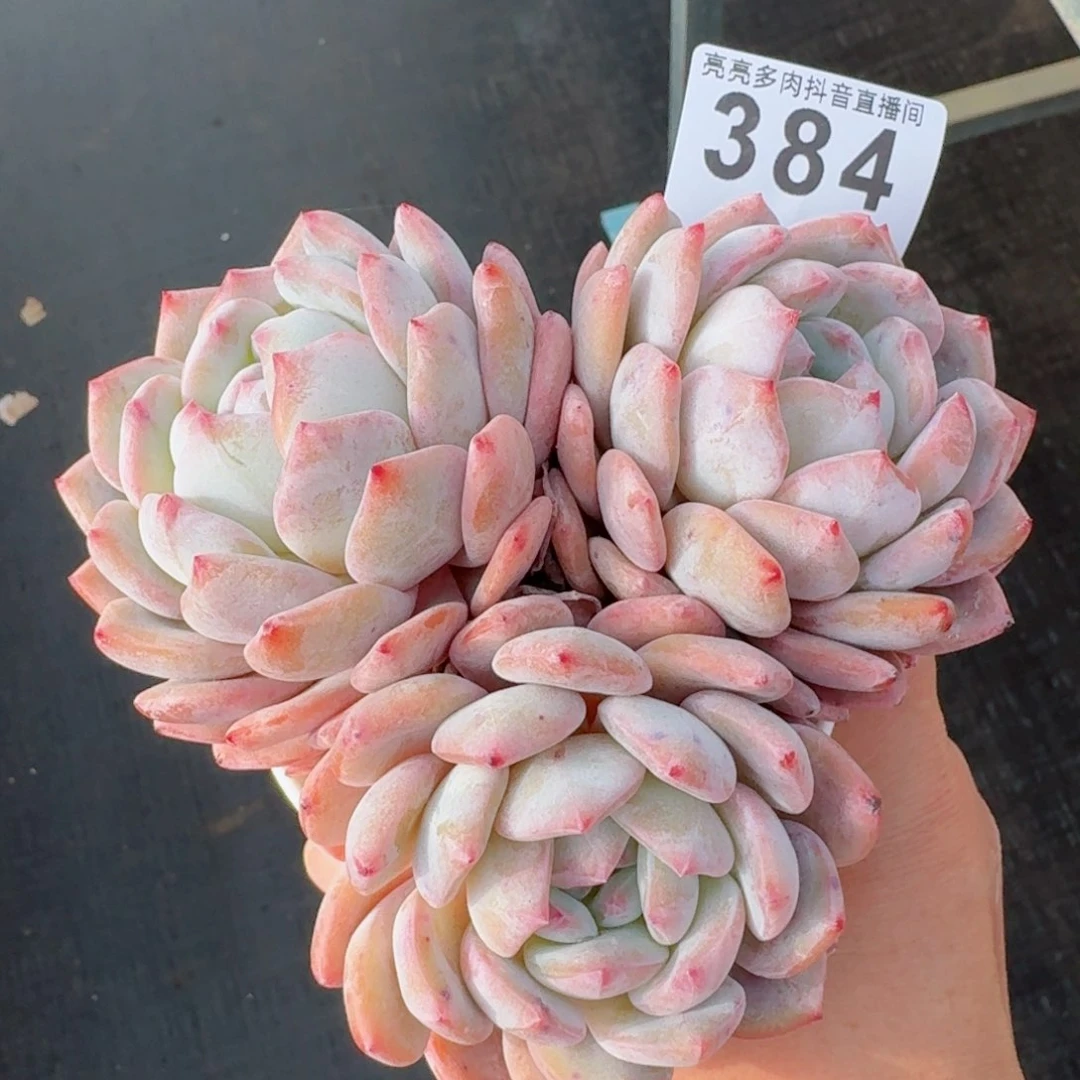 群生橙子         多肉植物