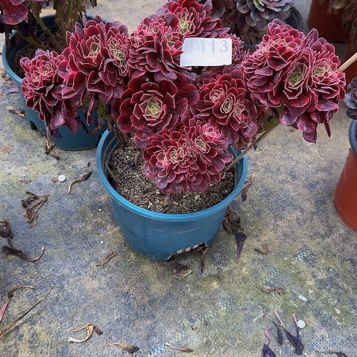 00000000000413美杜莎缀