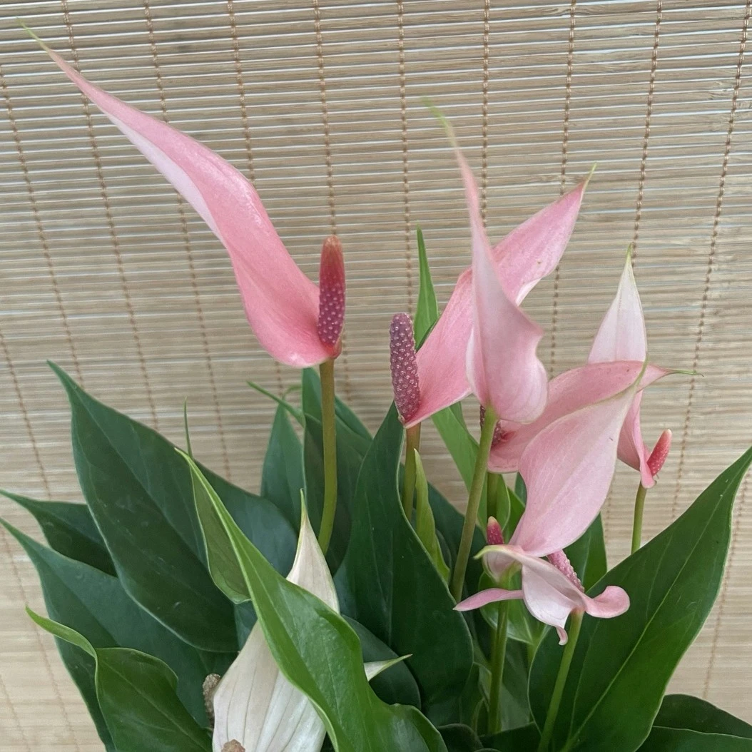 【特价莉莉水培/懒人自吸盆】迷你桌面掌红掌粉掌白掌室内四季