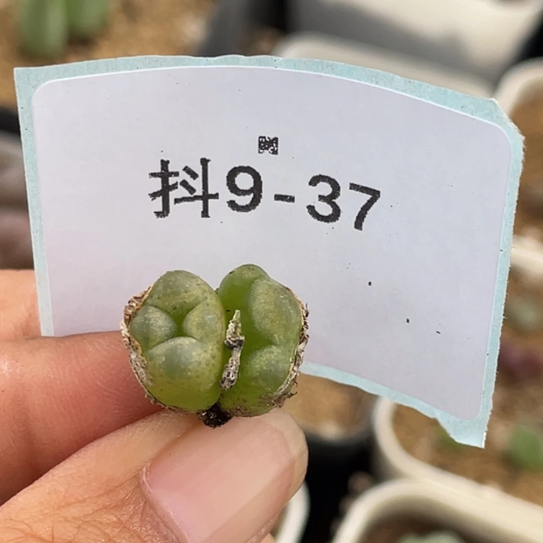 9-37变异毛毛多肉植物