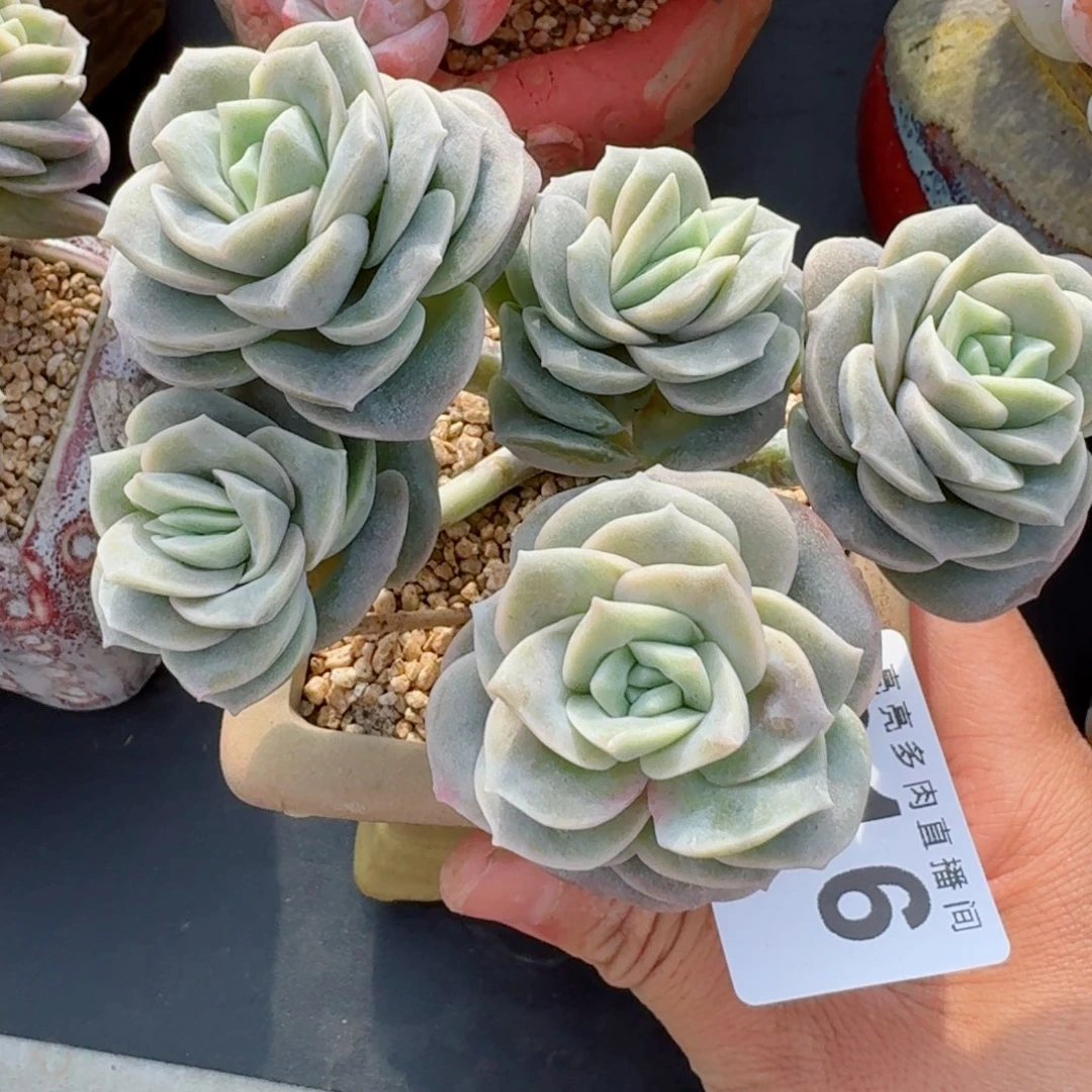 可爱玫瑰整装无砍      愿你一路坦途，乘风破浪展宏图