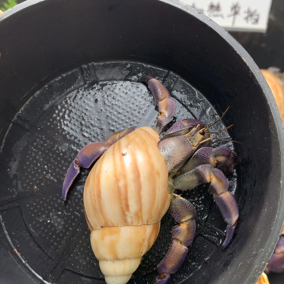 2.4口径奔跑的寄居蟹24号