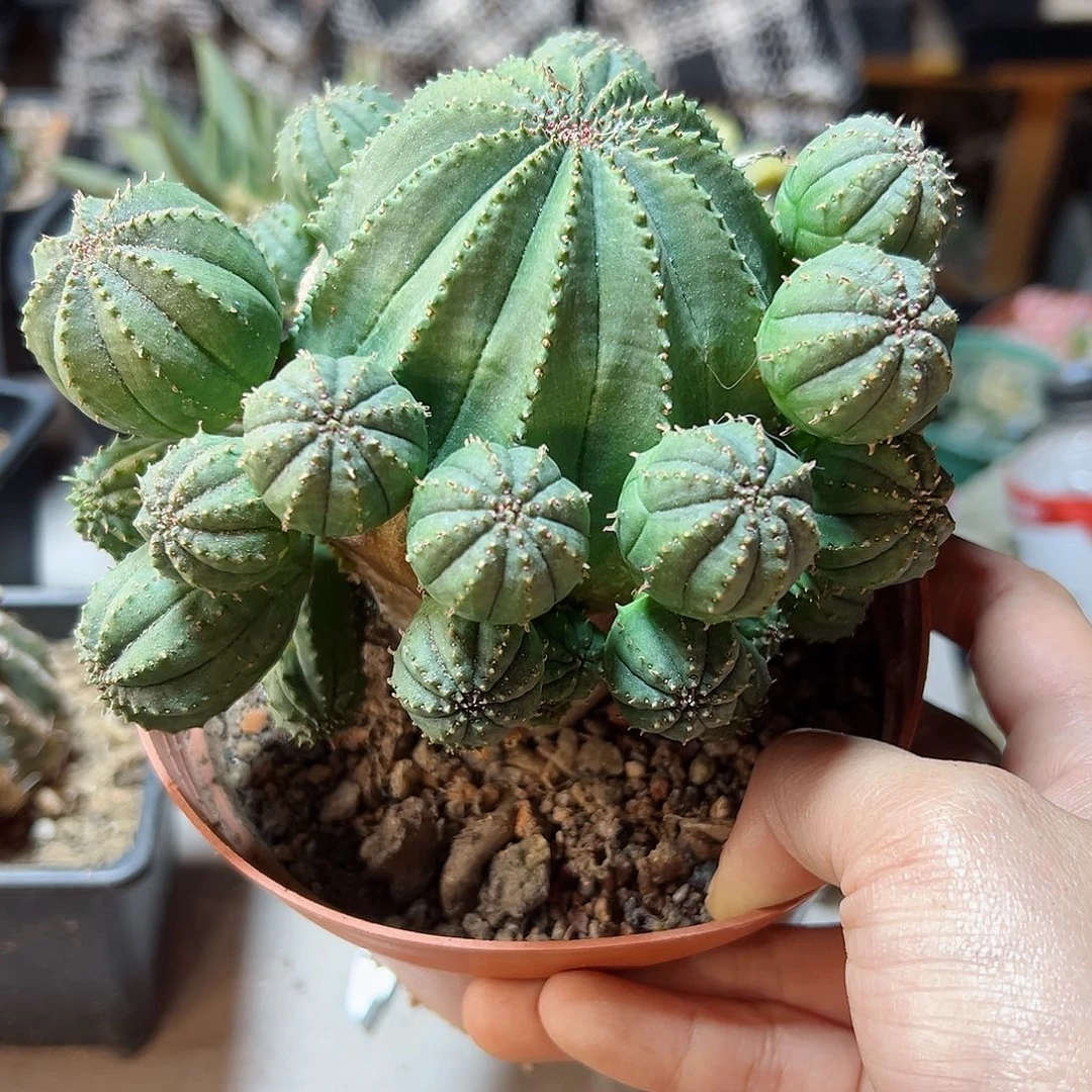 晚24号自根泰布群12公分