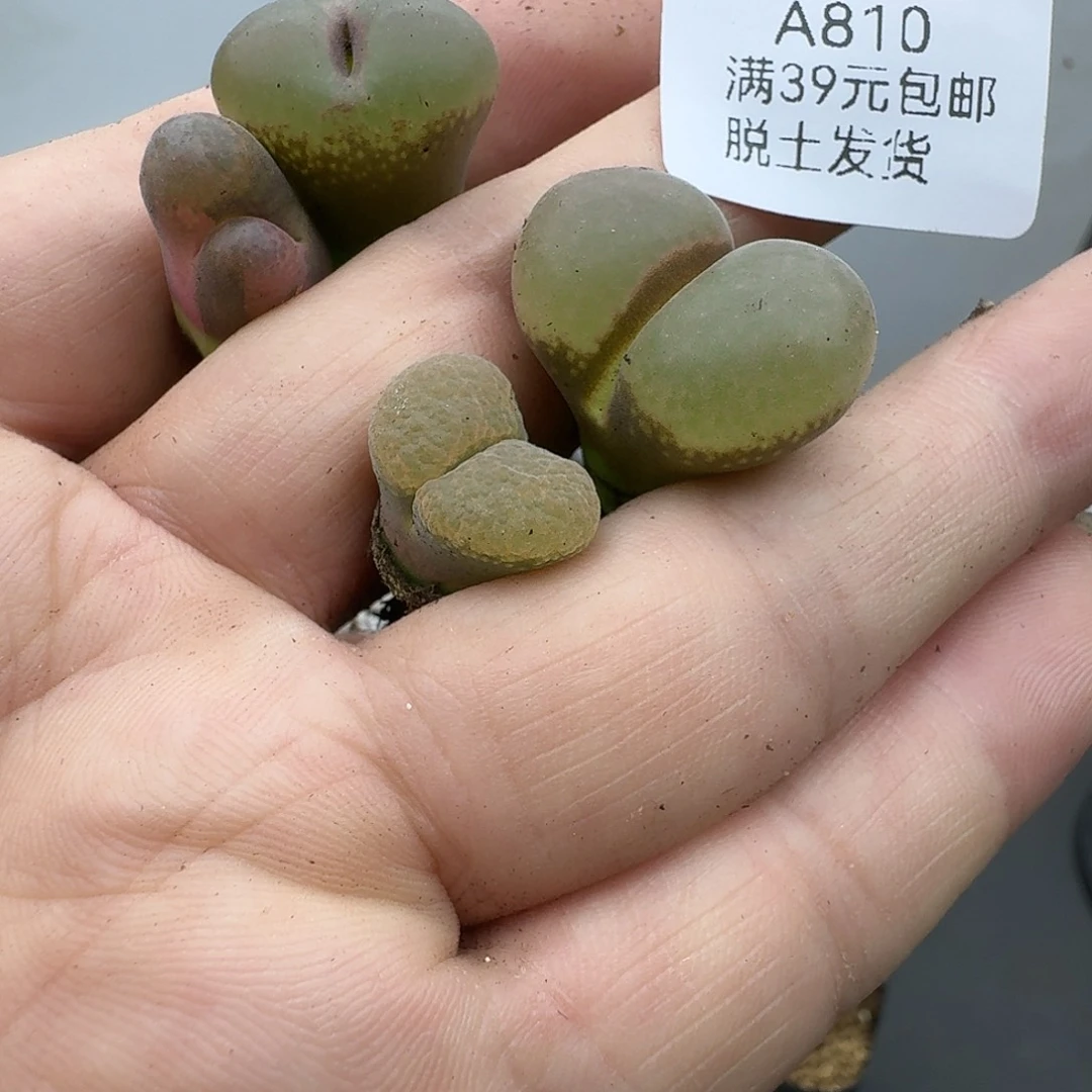 火***椒810多肉哈哈哈哈哈哈