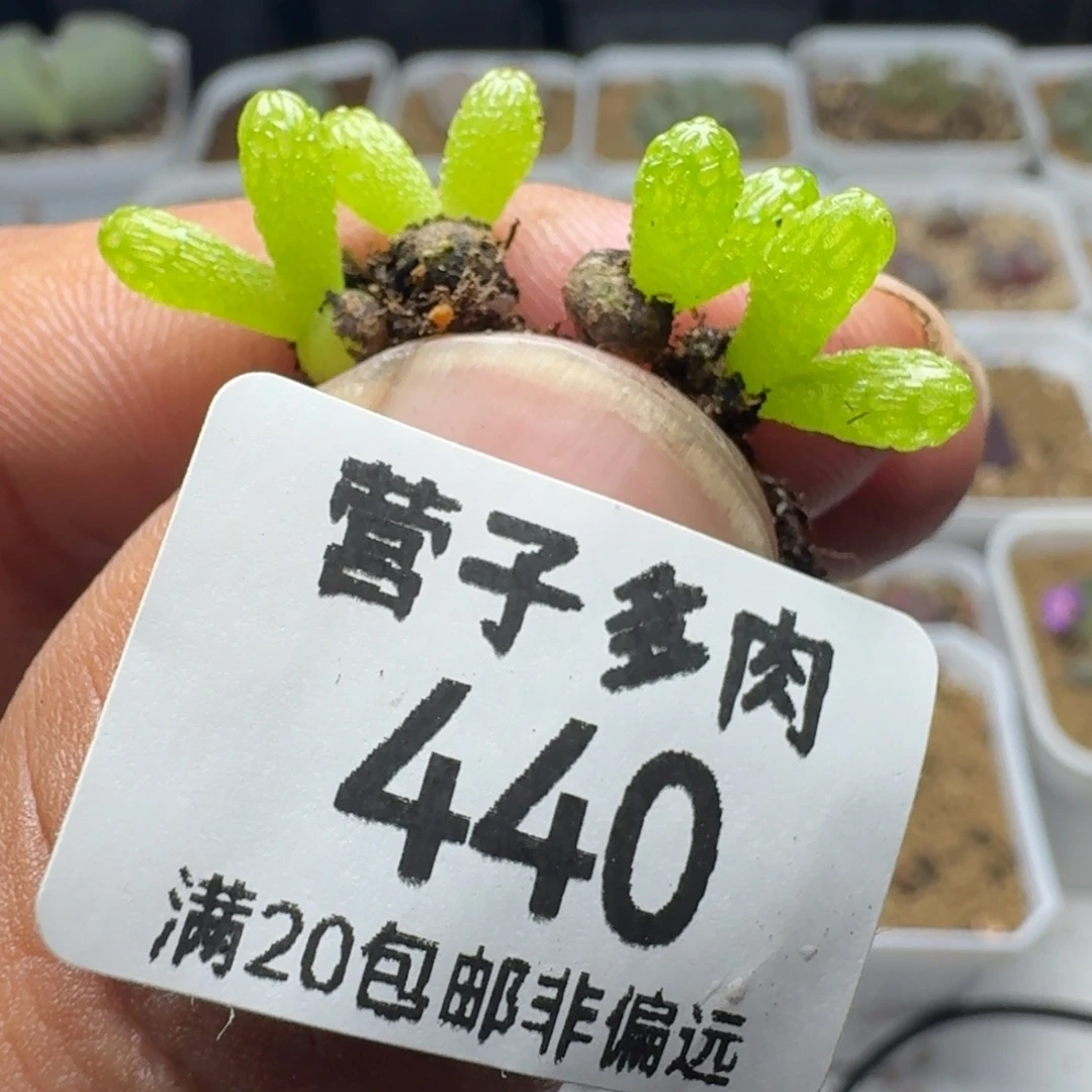 猫***）妖奇玉