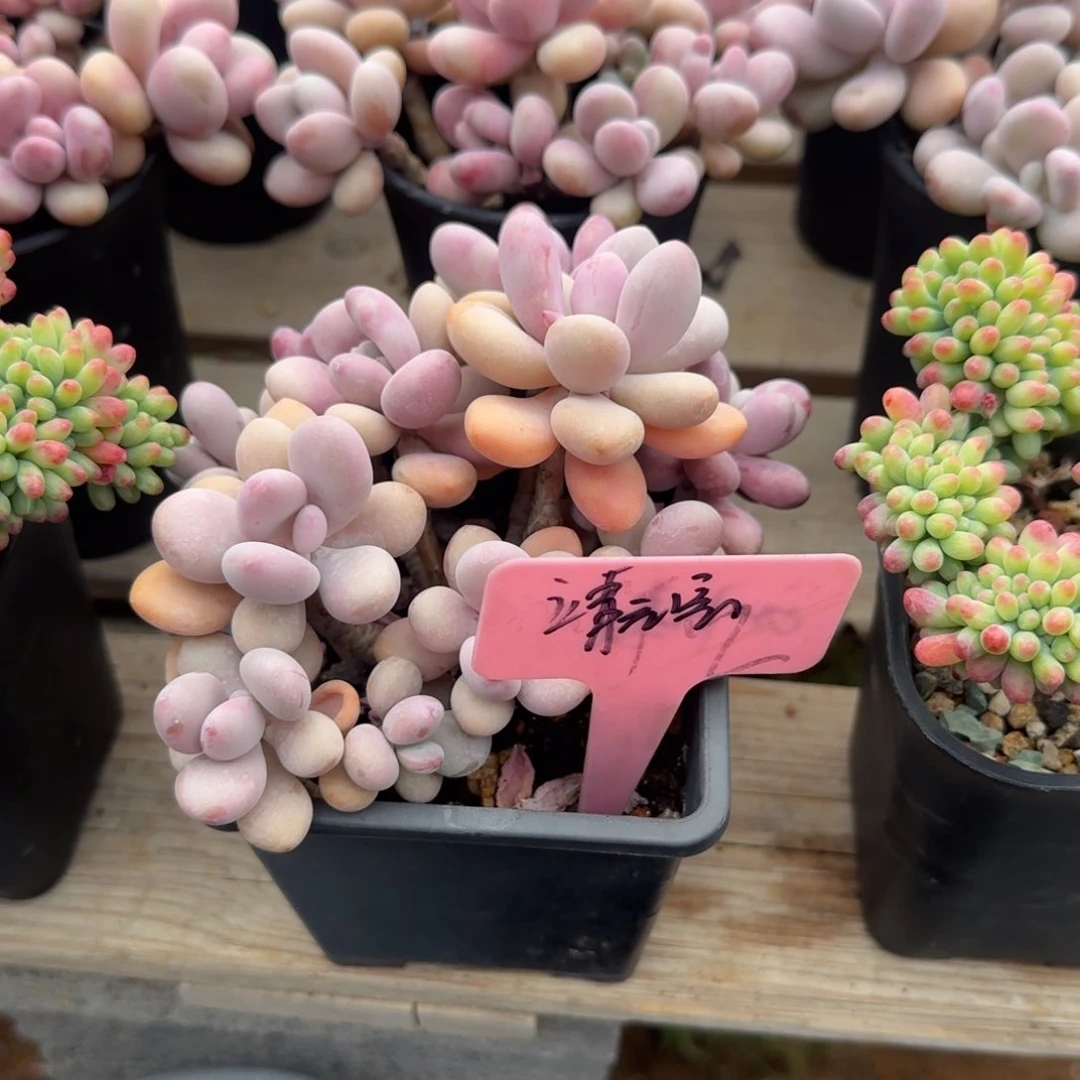 亚美桃蛋老桩五十包邮