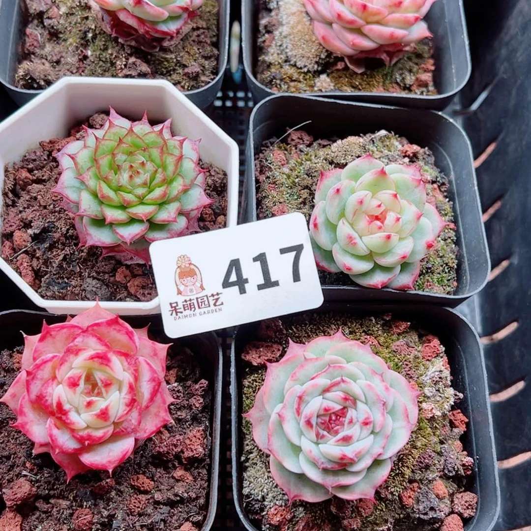 当前无花朵，栽培后可花朵好****?多肉植物多肉植物