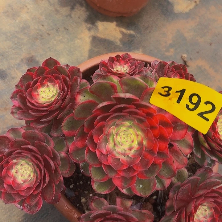 多肉植物福利3192