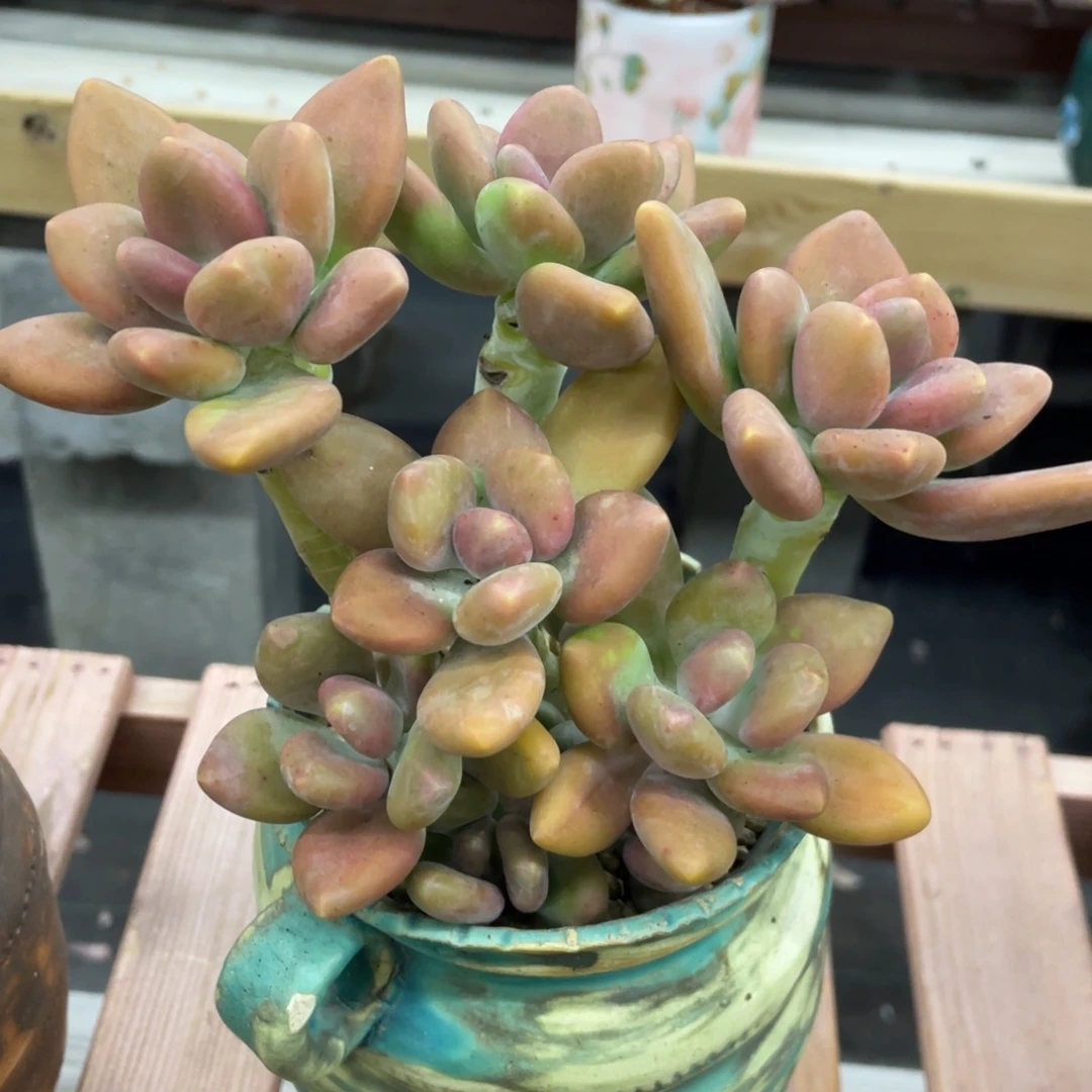 芒果奶酪九头无砍无摘