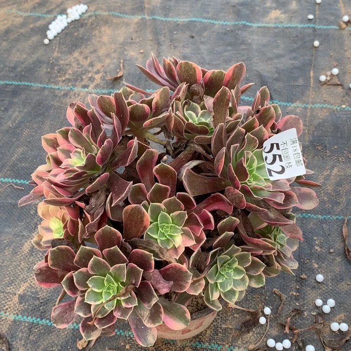 552金丝雀绣球1号