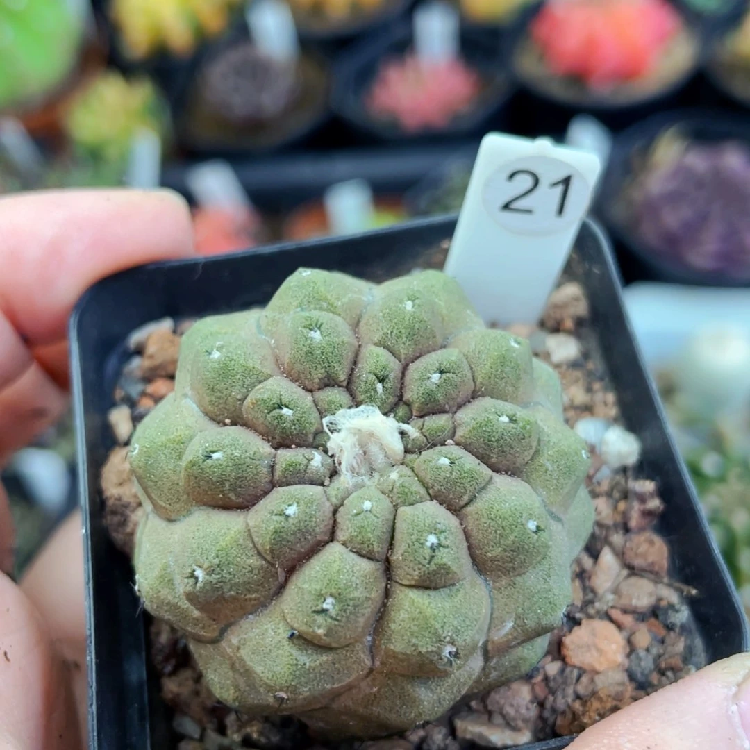 蜥蜴皮实生盆5公分满25包邮裸根发货