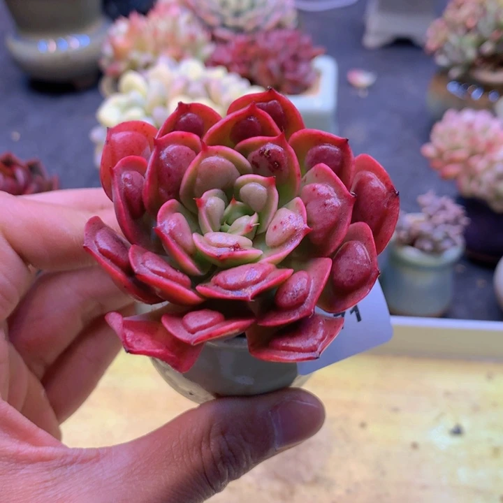 一物一拍满38包邮B671