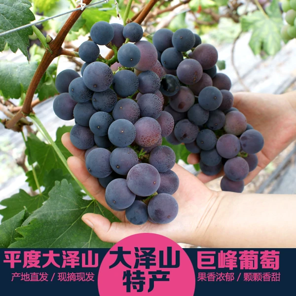 大泽山巨峰葡萄现摘现发试吃装