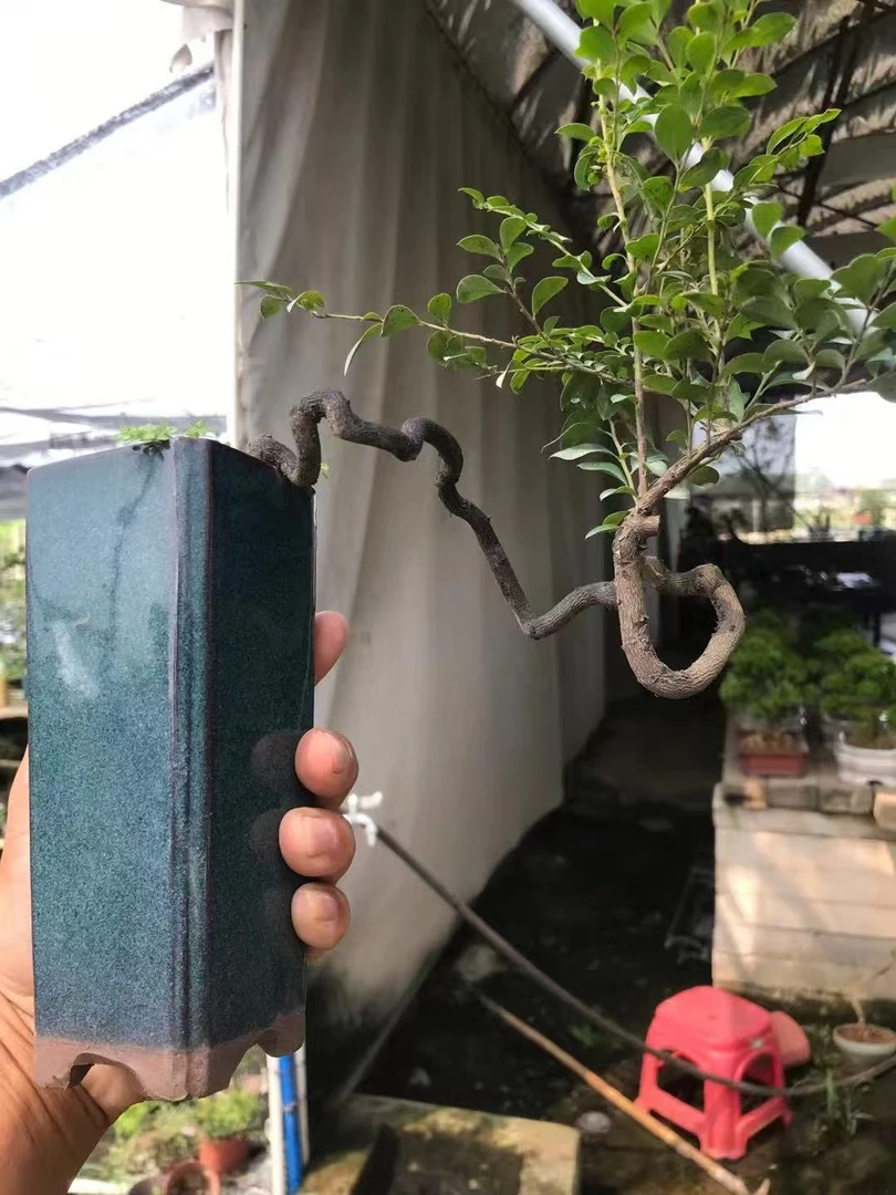 黑骨茶临水造型小盆栽四季常青开花结果室内桌摆盆景