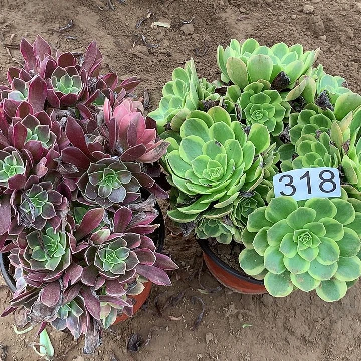 无花朵318金丝，缺➕奶白多肉植物