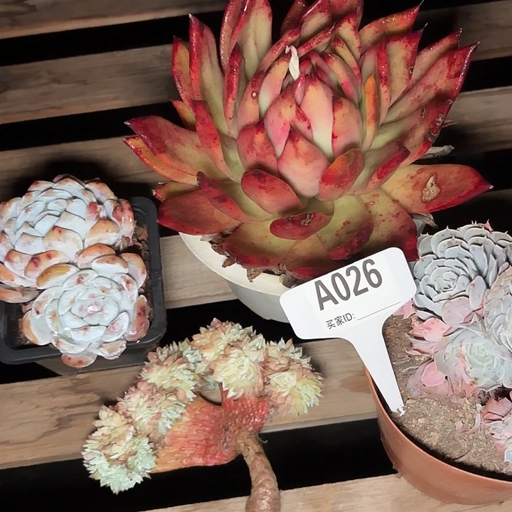 依***✪四颗多肉植物一物一拍A026