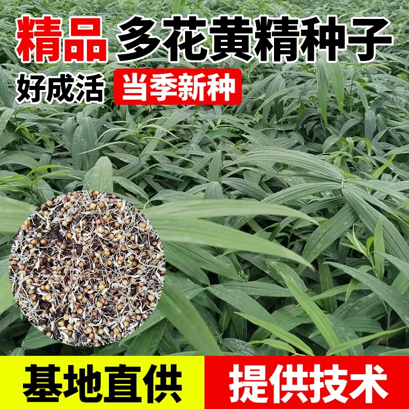 多花黄精种子净籽中药材老虎姜种籽提供技术支持好种植易管理