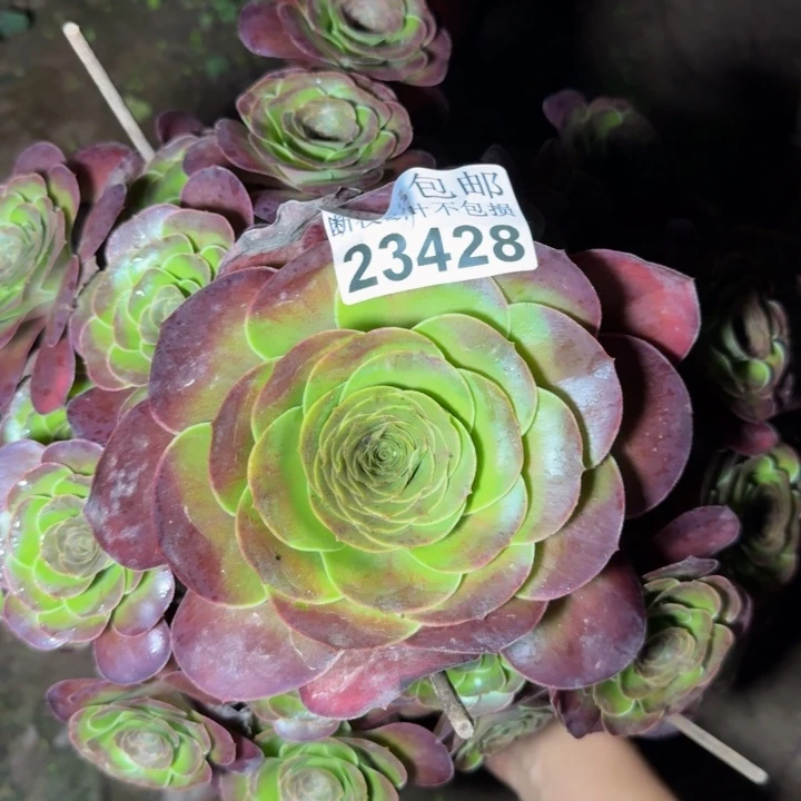 23428魅金玫瑰多肉