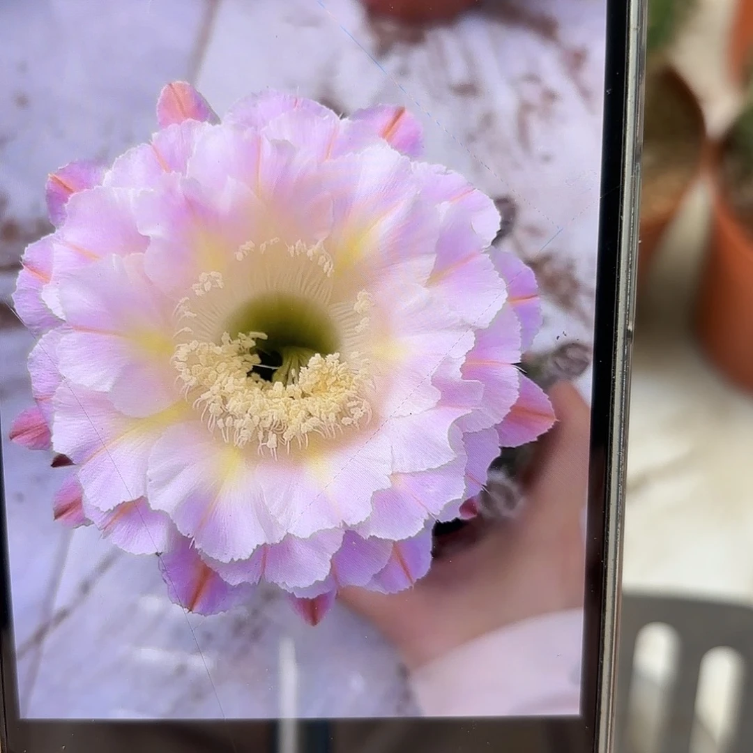 彩草紫霞仙子7-8公分左右