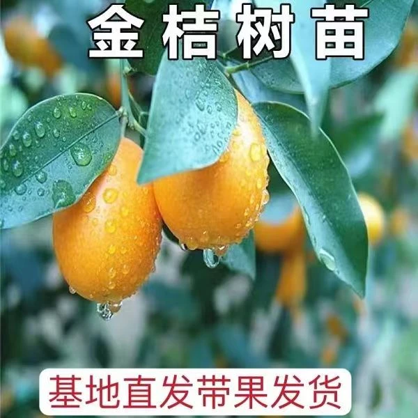 植果缘新年室内盆景金桔小红灯笼树上挂饰春季批发新居进宅乔迁