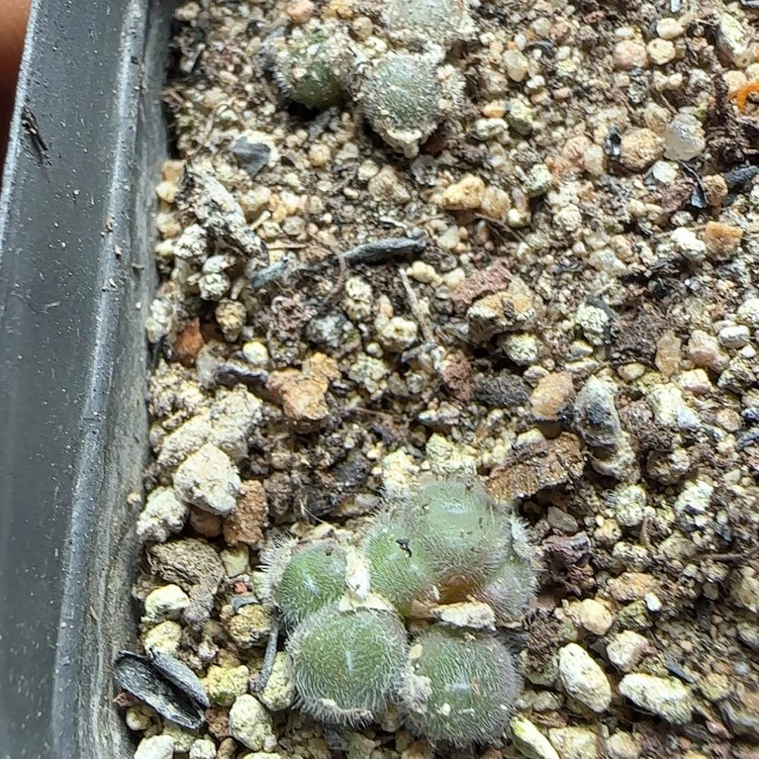好看的毛球。 54224