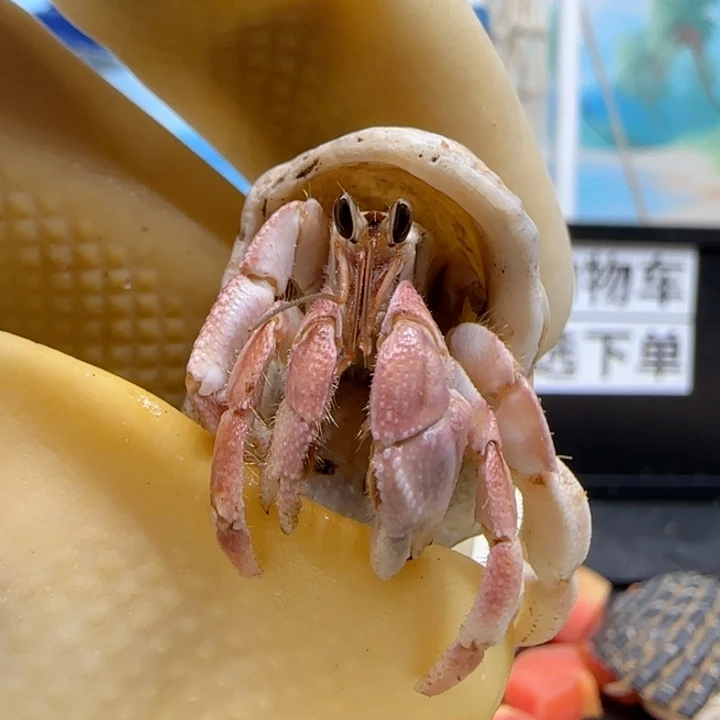 A40粉色 灰白1.2cm口径