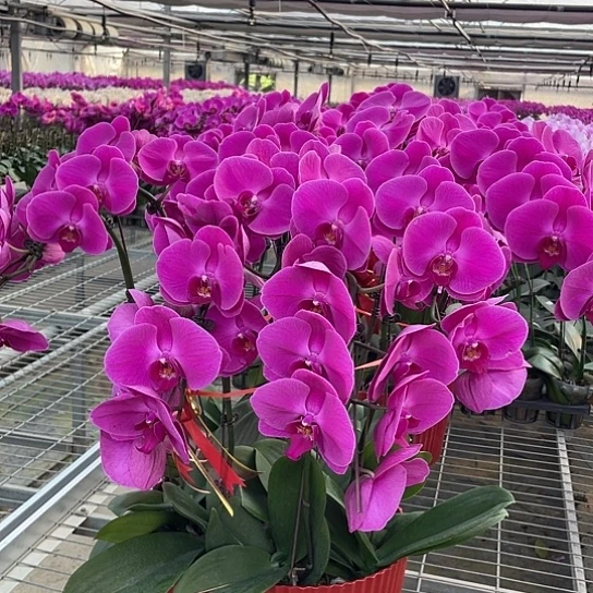 当前无花朵，栽培后可花朵大辣椒花后苗子无花叶损福利