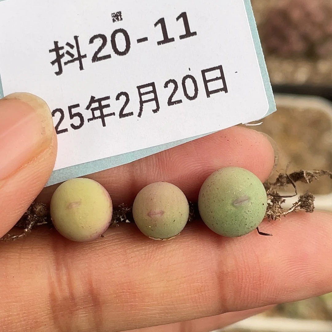 20-11红嘴鸽子蛋多肉植物