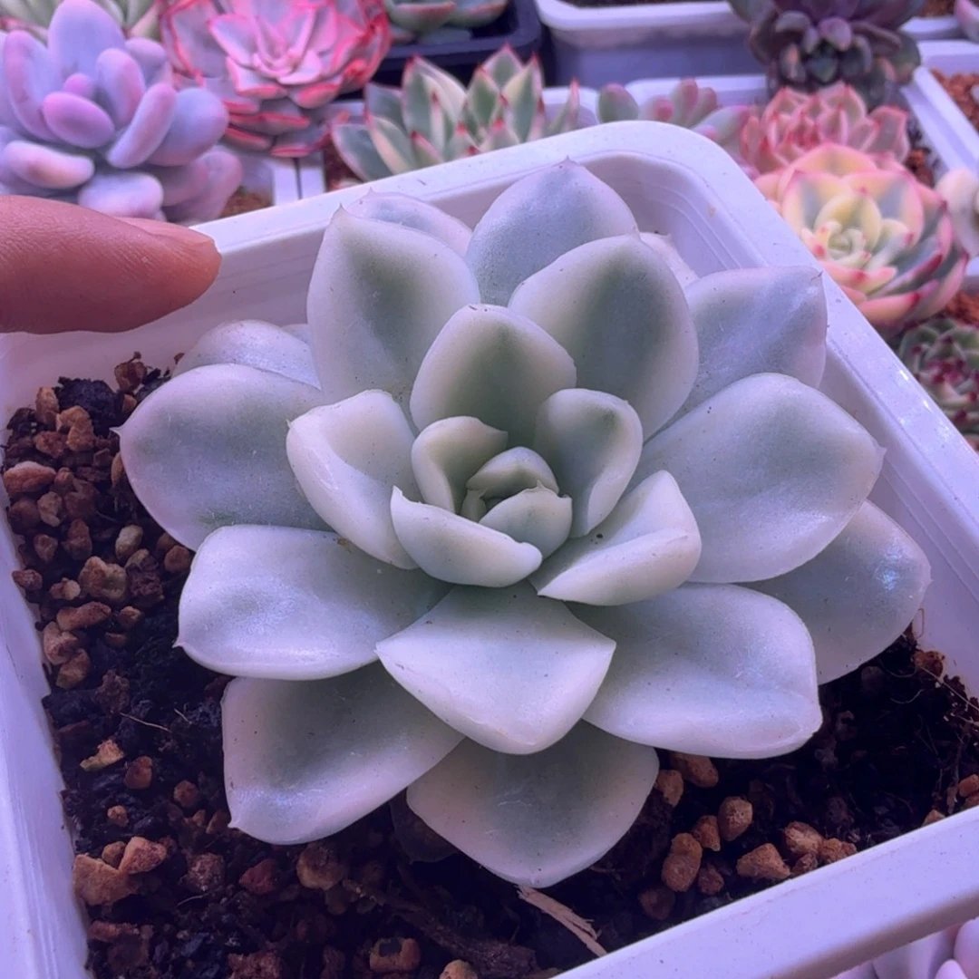 雪鸢锦 多肉植物锦