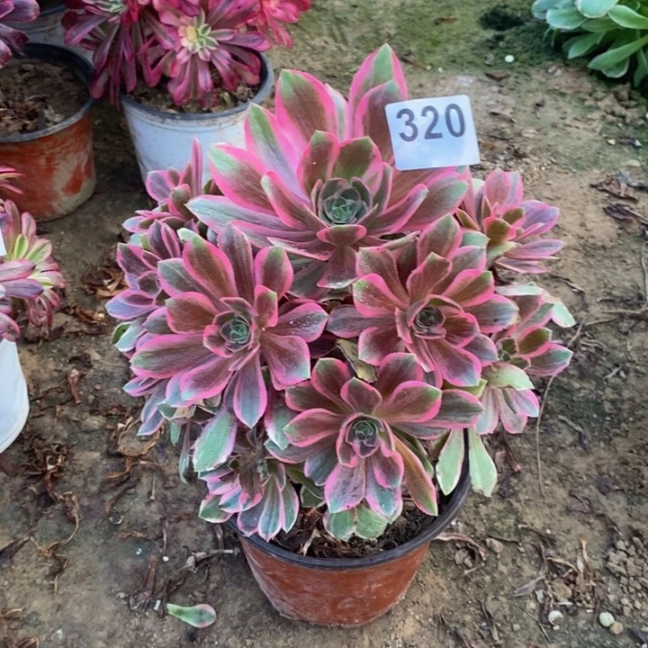 320浣莎手捧多肉