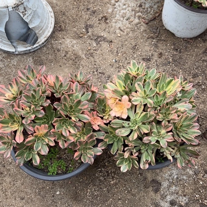 甜茶两颗组量多肉植物