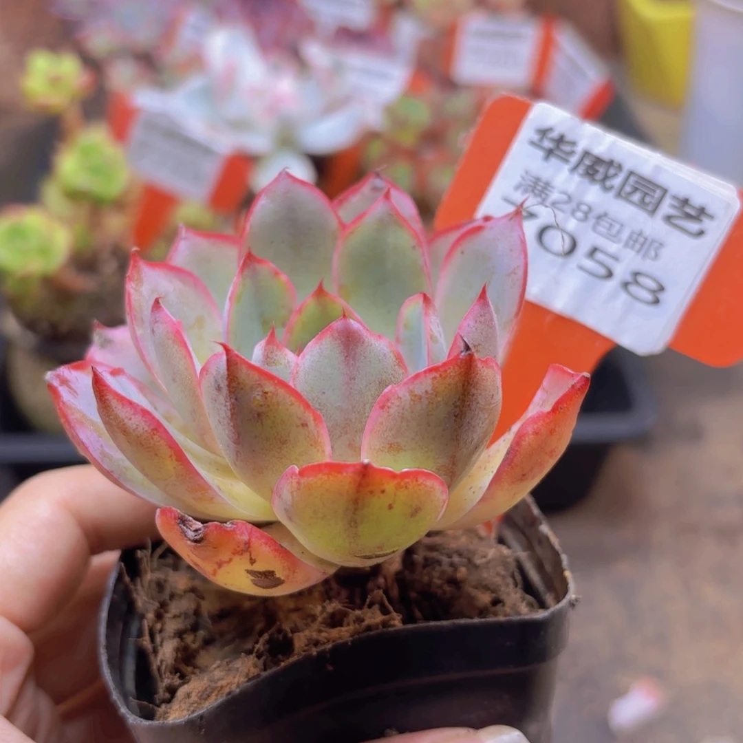 7058（28包邮赫拉）