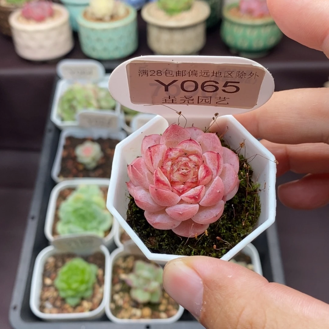小***儿0065 蓝孔雀 3.5cm